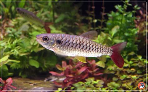 rice fish|Japanese Rice Fish Care: Complete Guide for Beginners.